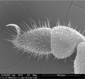 Media type: image;   Invertebrate Zoology 134693